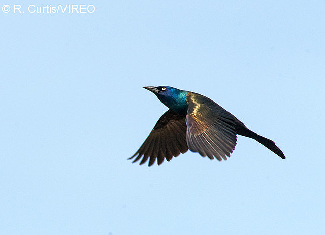 Common Grackle